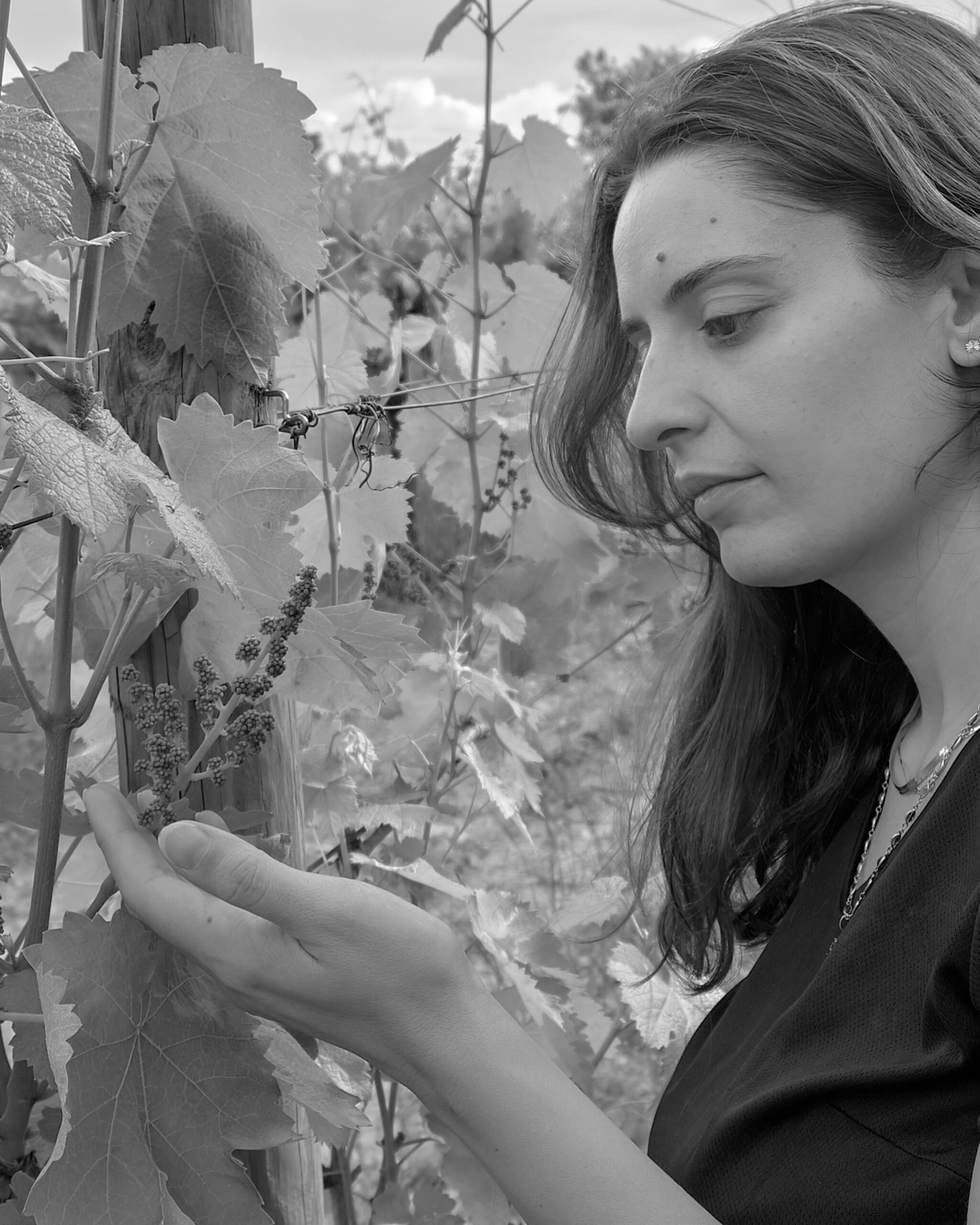 Sostenibilità e Gioventù: L’Azienda Mercuri Fa Rinascere Il Vino a Torrecuso
