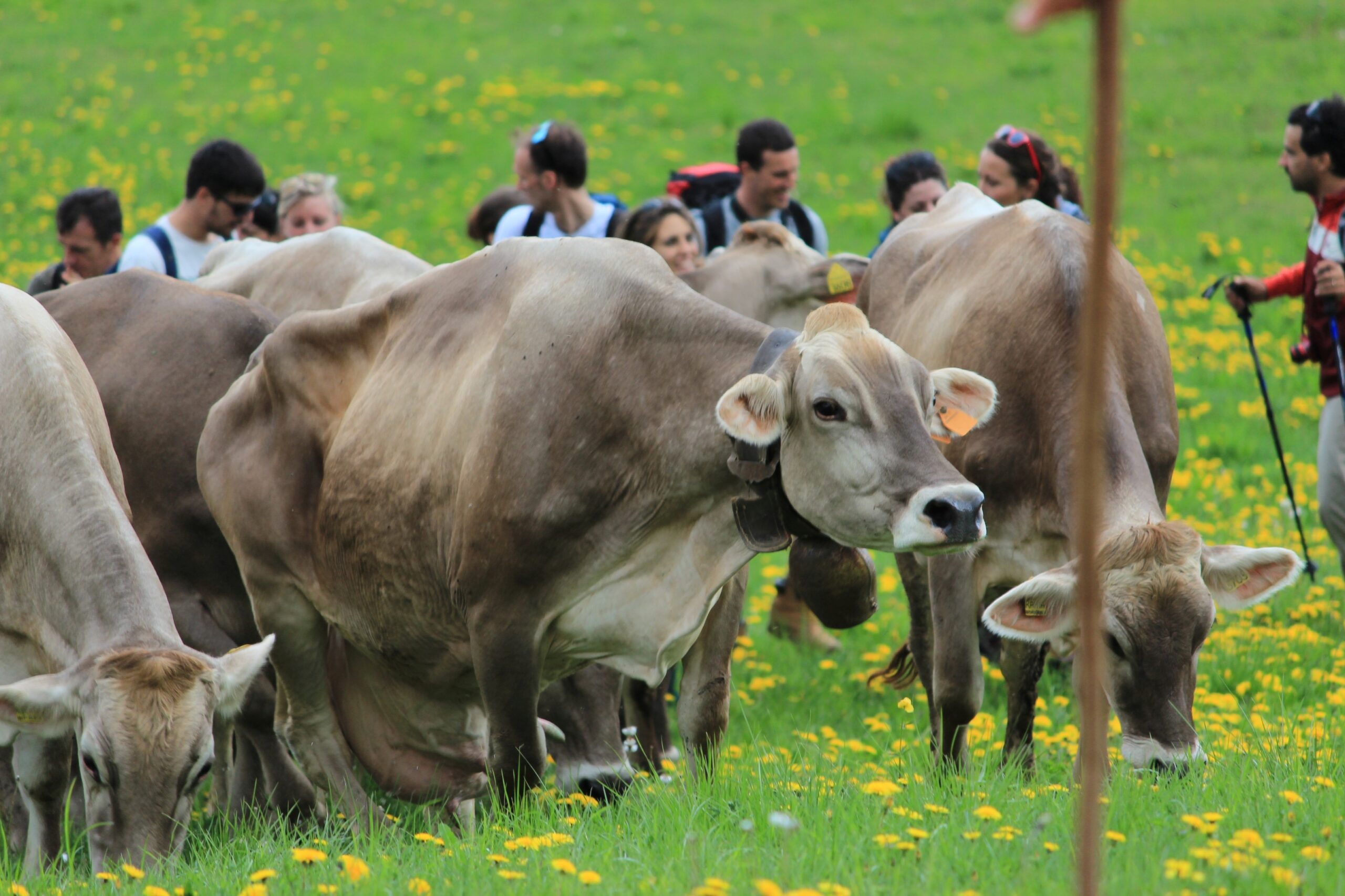 Visit Zoncolan, Malga Meleit